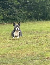 Reunited Male Dog last seen Mt Carmel rd & East Shore Circle, Stokesdale, NC 27009