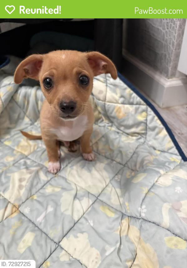 Reunited Male Dog last seen Mimosa/Hickory/Sandford, Arlington, TX 76012