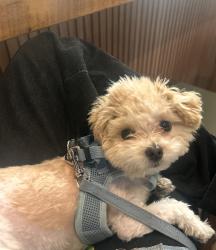 Reunited Male Dog last seen 32nd st and 3rd ave, New York, NY 10016