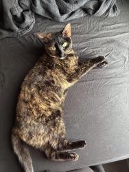 Lost Female Cat last seen Foster & Brynmawr, Chicago, IL 60625