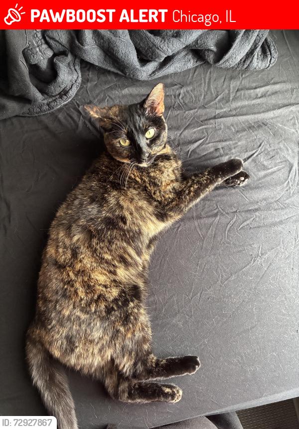 Lost Female Cat last seen Foster & Brynmawr, Chicago, IL 60625