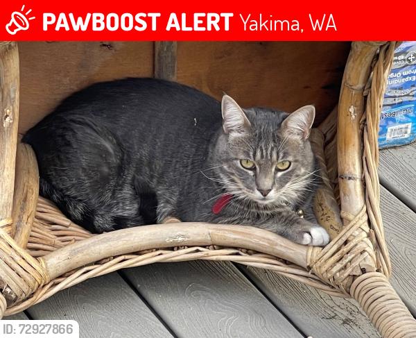 Lost Male Cat last seen Last seen at home b/n Lincoln and Englewood ave, Yakima, WA 98908