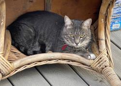Lost Male Cat last seen Last seen at home b/n Lincoln and Englewood ave, Yakima, WA 98908