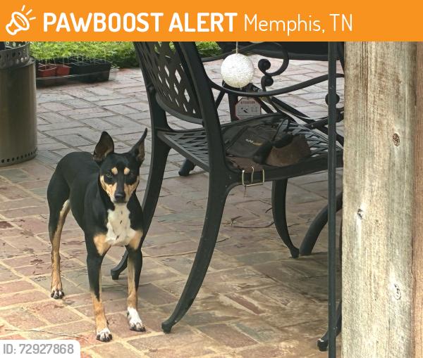 Found/Stray Male Dog last seen High Point Grocery, Memphis, TN 38122
