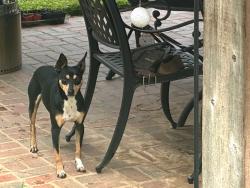 Found/Stray Male Dog last seen High Point Grocery, Memphis, TN 38122