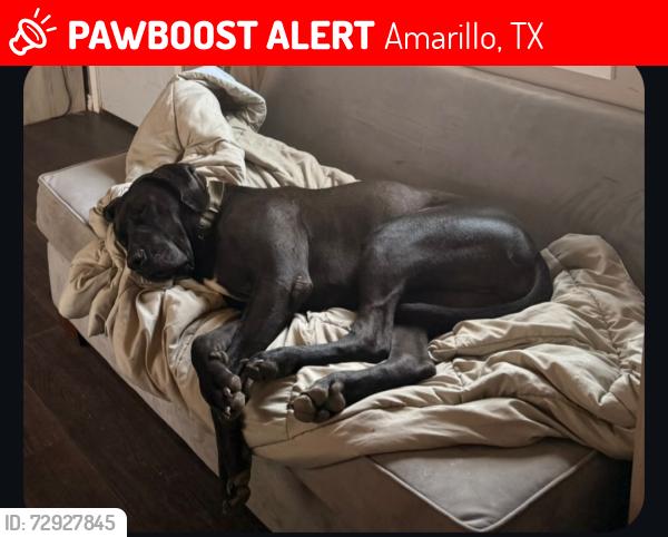 Lost Male Dog last seen Washington street, Amarillo, TX 79118