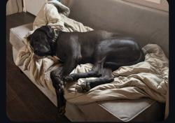 Lost Male Dog last seen Washington street, Amarillo, TX 79118