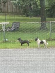 Reunited Unknown Dog last seen hmstd Ct. Off hmstd dr. Not far from Walton Ferry, Hendersonville, TN 37075