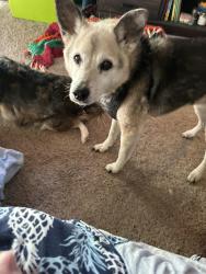 Reunited Female Dog last seen Near 221st St Cold Spring Mn, Cold Spring, MN 56320