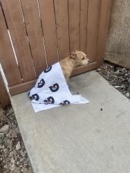 Found/Stray Male Dog last seen Village loop & Allen Corona Ca, Corona, CA 92879
