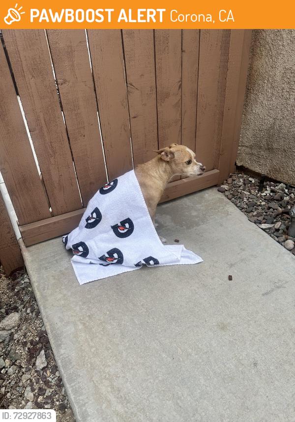 Found/Stray Male Dog last seen Village loop & Allen Corona Ca, Corona, CA 92879