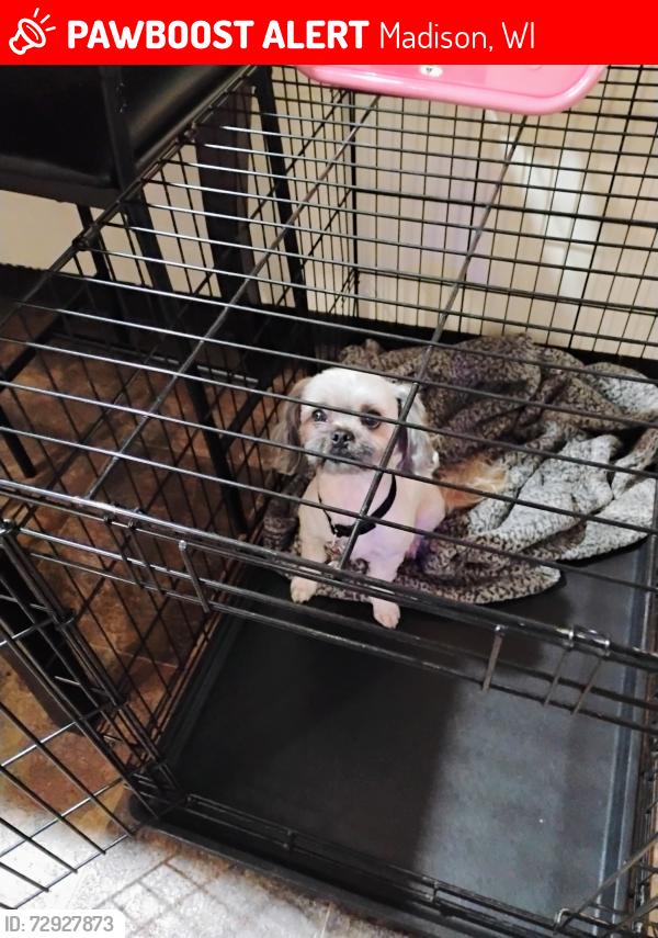 Lost Male Dog last seen Troy Dr. Northport Dr, Madison, WI 53704