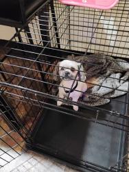 Lost Male Dog last seen Troy Dr. Northport Dr, Madison, WI 53704