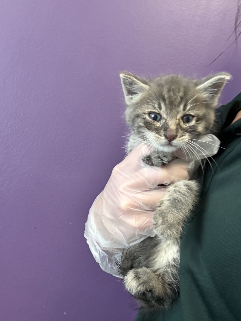 Shelter Stray Female Cat last seen Near W 5465 S, MURRAY CITY, UT, 84123, 511 W 3900 S, Salt Lake City, UT 84123, USA