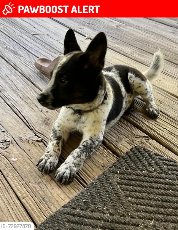 Lost Male Dog last seen Bethlehem community park, Columbia County, FL 32038