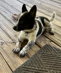 Lost Male Dog last seen Bethlehem community park, Columbia County, FL 32038
