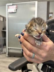 Shelter Stray Female Cat last seen Near W 5855 S, Kearns Township, UT, 84118, Taylorsville, UT 84123