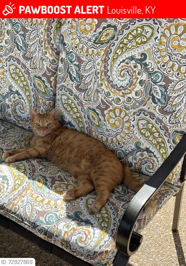 Lost Male Cat last seen Villa Springs/Waterson trail area, Louisville, KY 40291