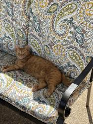 Lost Male Cat last seen Villa Springs/Waterson trail area, Louisville, KY 40291