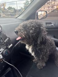 Lost Male Dog last seen Monmouth street Trenton NJ, Trenton, NJ 08609