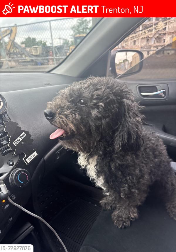 Lost Male Dog last seen Monmouth street Trenton NJ, Trenton, NJ 08609