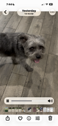 Lost Male Dog last seen Bullock st and Denton Tap rd, Coppell, TX 75019