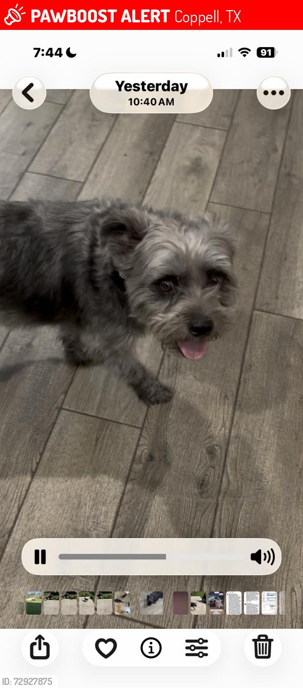 Lost Male Dog last seen Bullock st and Denton Tap rd, Coppell, TX 75019