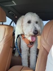 Reunited Male Dog last seen Near Chislestone Ln. , Katy, TX 77449