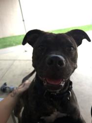 Shelter Stray Female Dog last seen Linda Vista Road, San Diego, CA, 92110, San Diego, CA 92110