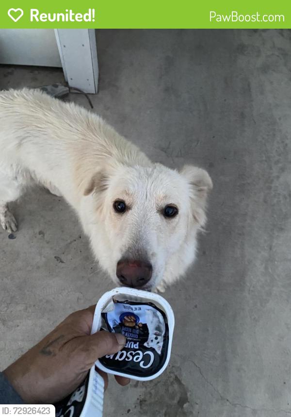 Reunited Female Dog last seen Central Ave Broadway , Phoenix, AZ 85041
