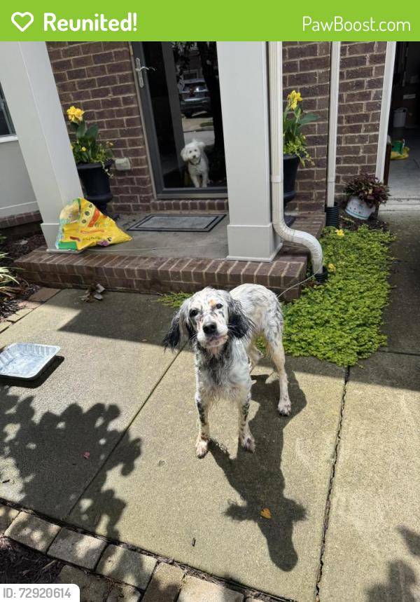 Reunited Female Dog last seen Old charlotte and old hickory, Nashville, TN 37209