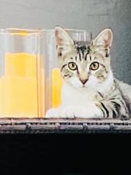 Reunited Male Cat last seen andrews and flying l drive, Fort Lauderdale, FL 33305