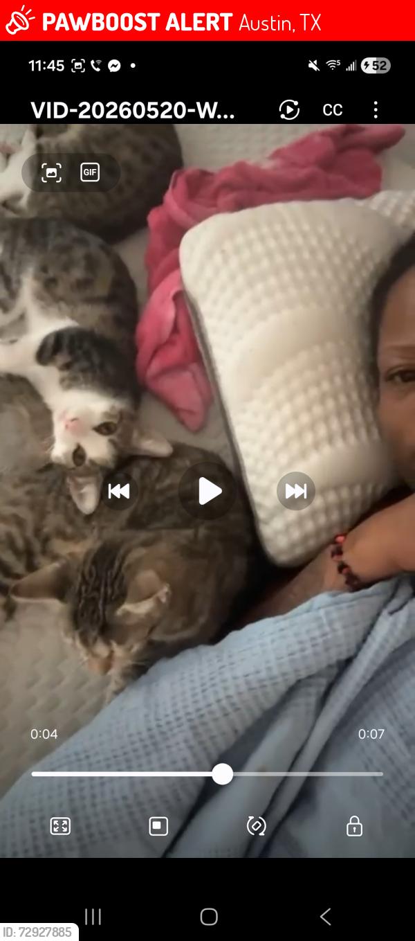 Lost Female Cat last seen Ih 35 and reneli, Austin, TX 78751