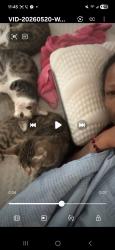 Lost Female Cat last seen Ih 35 and reneli, Austin, TX 78751