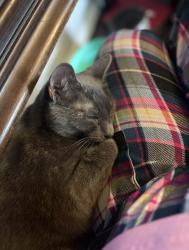 Lost Female Cat last seen Low gap, Hendersonville, NC 28792