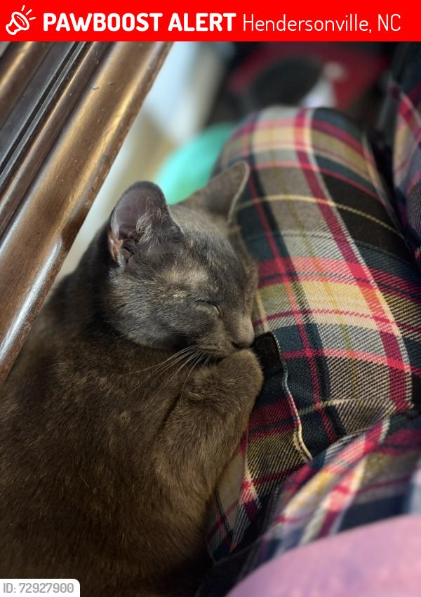 Lost Female Cat last seen Low gap, Hendersonville, NC 28792