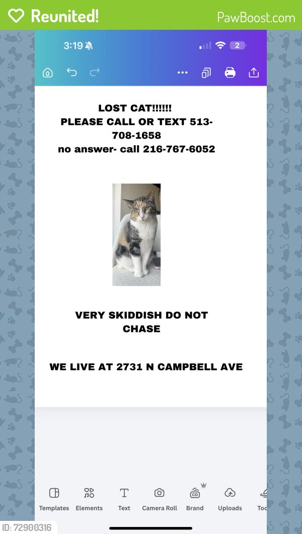 Reunited Female Cat last seen Western & Campbell, Chicago, IL 60647