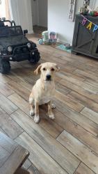 Lost Female Dog last seen Near shadduck way liberty hill texas , Georgetown, TX 78628