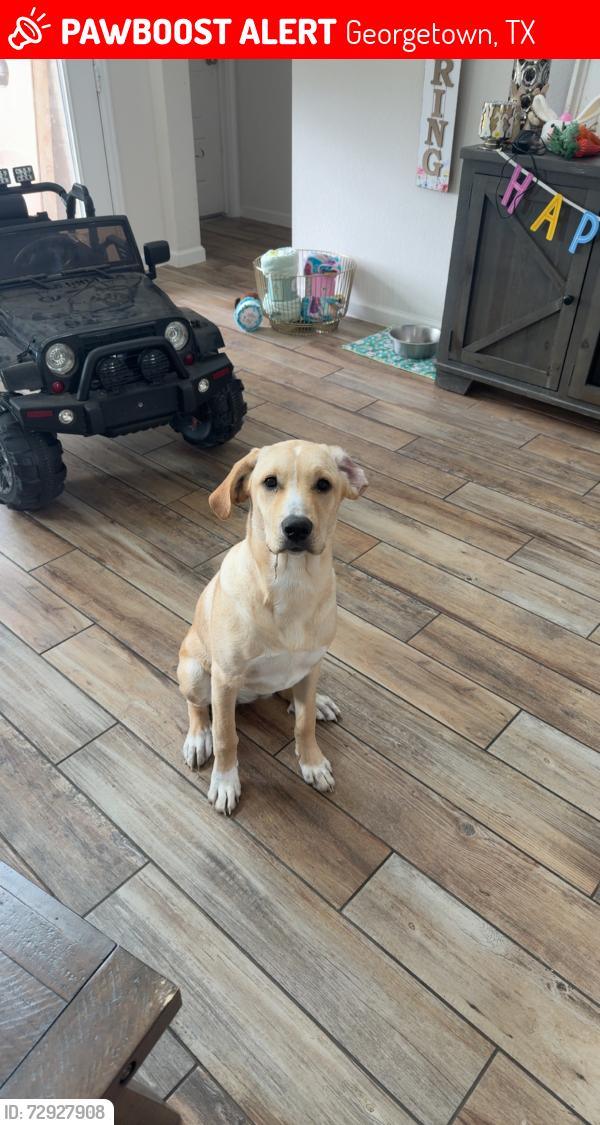 Lost Female Dog last seen Near shadduck way liberty hill texas , Georgetown, TX 78628
