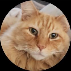 Lost Male Cat last seen Felspar or emerald, by the Admiral Hartman Youth Center, San Diego, CA 92109