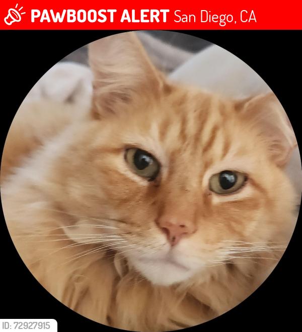 Lost Male Cat last seen Felspar or emerald, by the Admiral Hartman Youth Center, San Diego, CA 92109