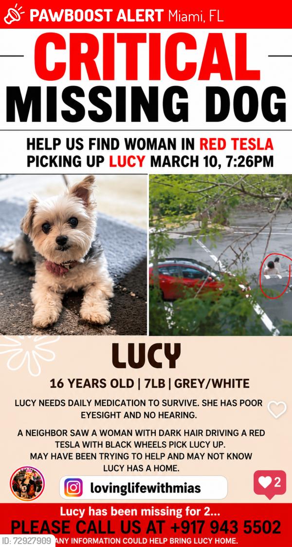 Lost Female Dog last seen Shenandoah, Miami, FL 33145