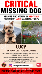 Lost Female Dog last seen Shenandoah, Miami, FL 33145