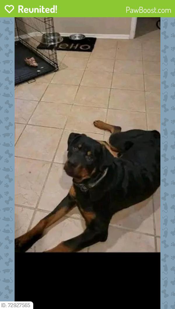 Reunited Female Dog last seen Pine and Yale , Tulsa, OK 74115