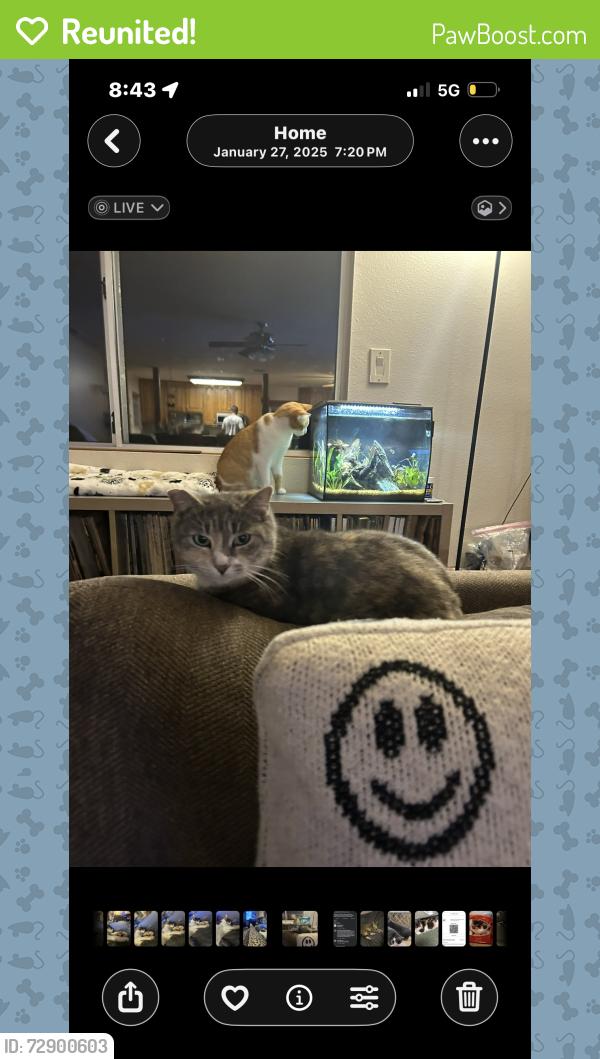 Reunited Female Cat last seen Oto, San Diego, CA 92111
