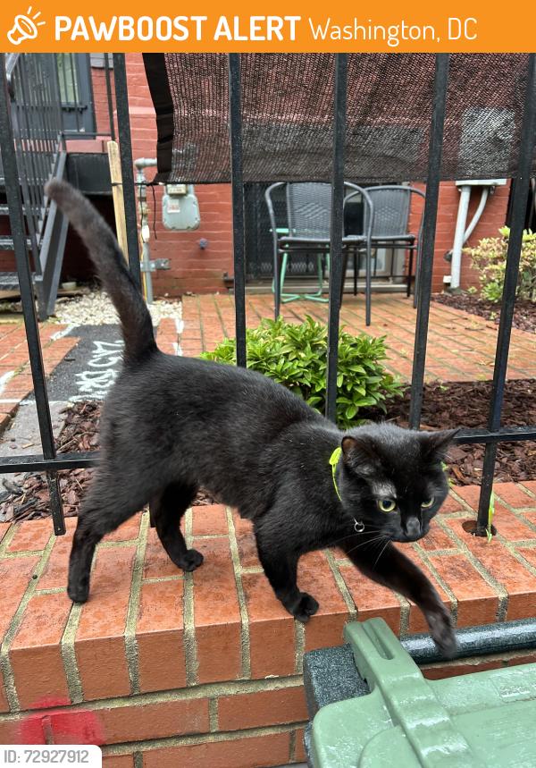 Found/Stray Female Cat last seen 7th St NE and I St NE, Washington, DC 20002