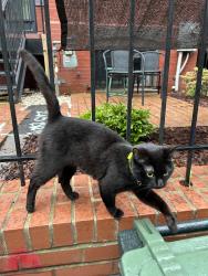 Found/Stray Female Cat last seen 7th St NE and I St NE, Washington, DC 20002