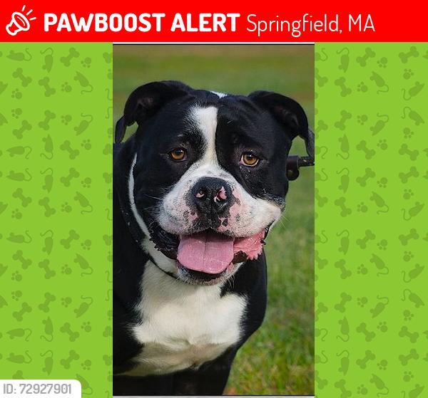 Lost Male Dog last seen Near Oak Street, Springfield, MA 01151