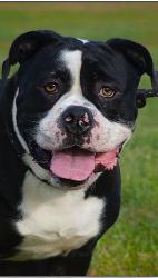 Lost Male Dog last seen Near Oak Street, Springfield, MA 01151