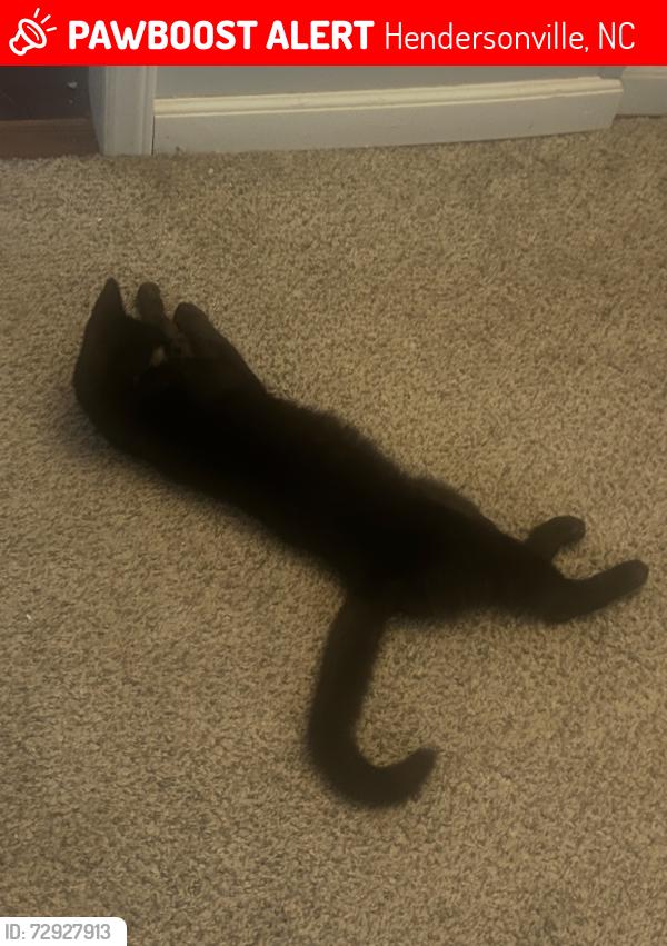 Lost Male Cat last seen Low Gap, Hendersonville, NC 28792
